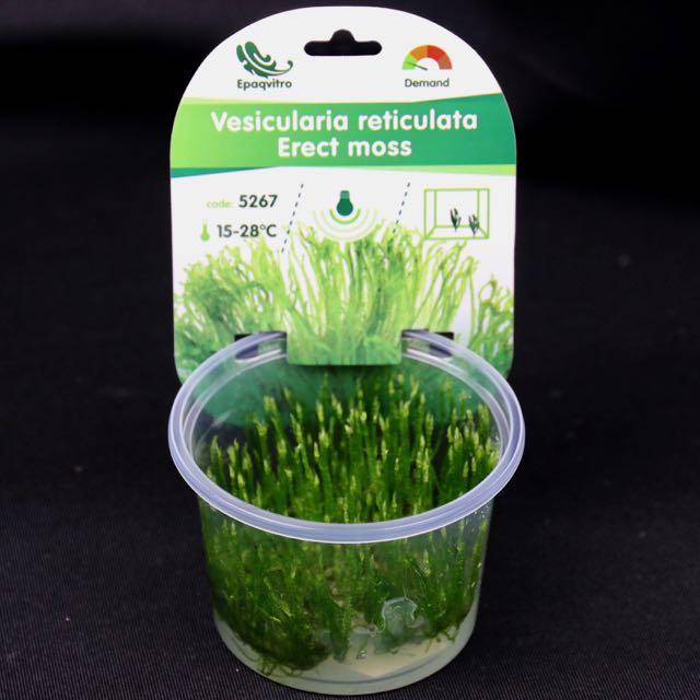 Erect moss in cup